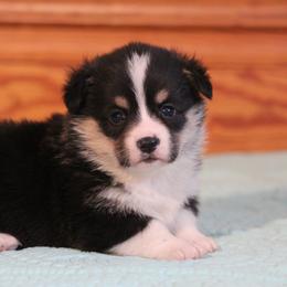 Bambi - Black and tan female Pembroke Welsh Corgi puppy in Fort Madison, Iowa from Bellwether Acres