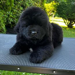 Black Male - Black male Newfoundland puppy in New York from Johnson Farms