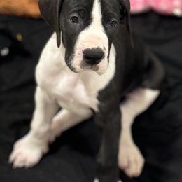 Girl 4 - Great Dane puppy from City Slickers Danes