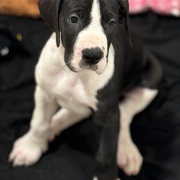 Girl 4 - Great Dane puppy from City Slickers Danes