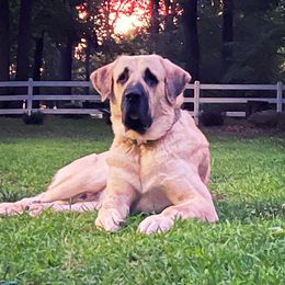 Titan  - Anatolian Shepherd Dog