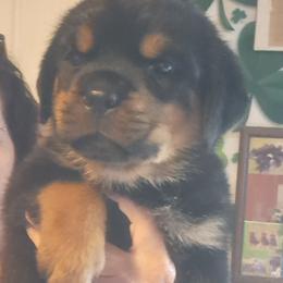 Girl 4 - Black and mahogany female Rottweiler puppy in De Witt, Iowa from Irish Eyes Kennels