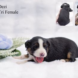 Dezi - Black tri female Miniature Australian Shepherd puppy in Mechanicsburg, Pennsylvania from TJ's Aussies