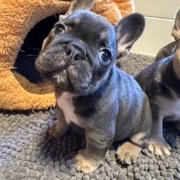 French Bulldog Puppies from Wyatt and co Frenchies
