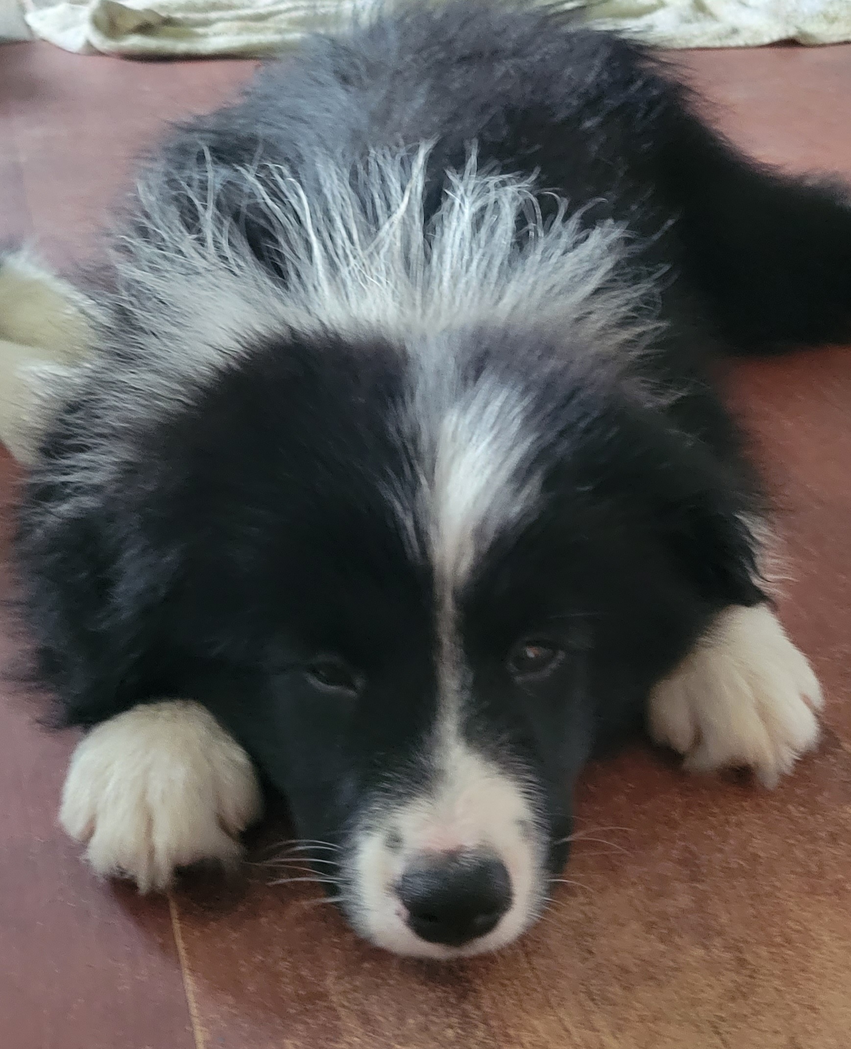 Border Collie Puppies from Lucky For You Floridian Border Collies