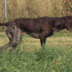 German Shorthaired Pointer Puppies from Magic City Gun Dogs