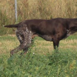 German Shorthaired Pointer Puppies from Magic City Gun Dogs