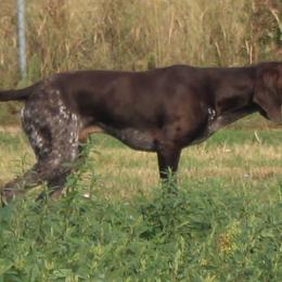 German Shorthaired Pointer Puppies from Magic City Gun Dogs