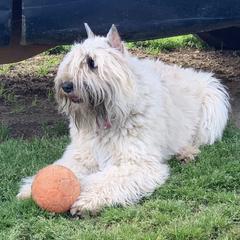 Bouvier des Flandres from Valkyrie Bouviers