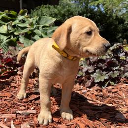 Dorothy - Yellow female Labrador Retriever puppy in Alger, Ohio from Osborne Family Retrievers