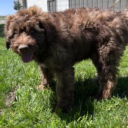 Aussiedoodle Puppies from Soap Creek Kennels