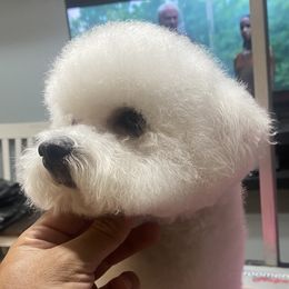Bichon Frise puppies from Luna Llena Bichons