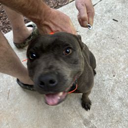 Hendersen - Staffordshire Bull Terrier