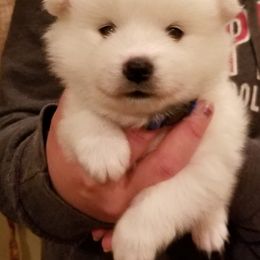 Boy 3 - American Eskimo Dog puppy in White Oak, Texas from Lively Pups