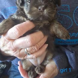 Girl 1 - Chocolate and tan female Shih Tzu puppy in Norris City, Illinois from Dainty and Darling Shih Tzu