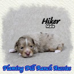 Hiker - Red merle male Toy Australian Shepherd puppy in Forestburg, Texas from Flaming Dill Ranch Aussies