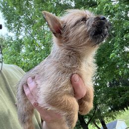 Cairn Terrier Puppies from Shining Waters Farm