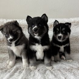 Siberian Husky Puppies from FamilyFur