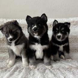 Siberian Husky Puppies from FamilyFur