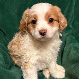 Penny - Cream female Aussiedoodle puppy in Missouri from Mini AussieDoodles on Meadow Lane