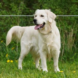 Kiara - Light golden female Golden Retriever puppy in Howard City, Michigan from Sherman's Shepherds