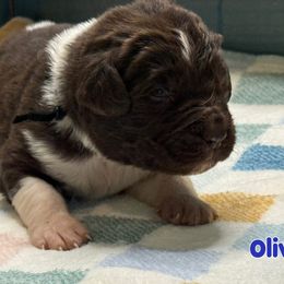 Oliver - White and brown male Newfoundland puppy in Conroe, Texas from SugarPaws Newfoundlands