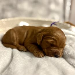 Nabbit - Red  male Goldendoodle puppy in Dayton, Tennessee from MK Goldendoodles
