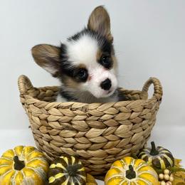 Millie - Black and tan female Pembroke Welsh Corgi puppy in Waco, Texas from The Comma Corgis