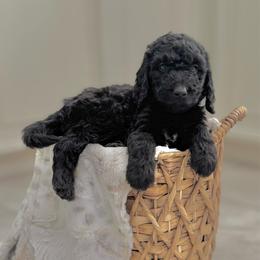 Tenderheart Bear- Orange Collar - Black male Goldendoodle puppy in Bay City, Texas from Charming Doods Goldendoodles