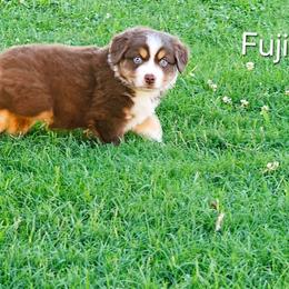 Fuji - Red tri-color male Australian Shepherd puppy in Owensboro, Kentucky from JnT's Bluegrass Mini Aussies