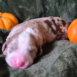 Autumn - Brown and white female Sheepadoodle puppy in Austin, Texas from Darling Doodles