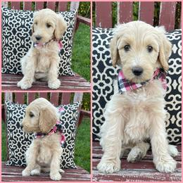Goldendoodle Puppies from Puppy Paws Colorado