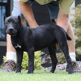 Purple Collar - Black female Perro de Presa Canario puppy in Pocahontas, Illinois from Cabeza Grande Kennel