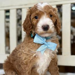 Yarrow- Blue collar male - Red  male Goldendoodle puppy in Yuciapa, California from AlltheDoodlez_