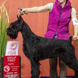 Giant Schnauzers from Ozark Mountain Giants