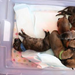 Greyhound Puppies from Trapple's Custom K-9's