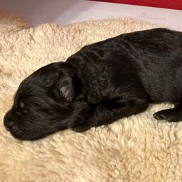 Sagittarius - Black male German Shepherd puppy in Walla Walla, Washington from Silver Knight Shepherds