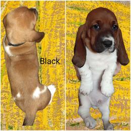 Basset Hound Puppies from Dream Hounds of Michigan