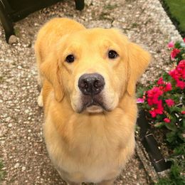 Juliet - Golden Retriever