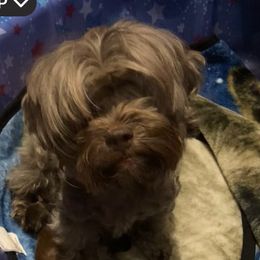 Maggie - Shihpoo