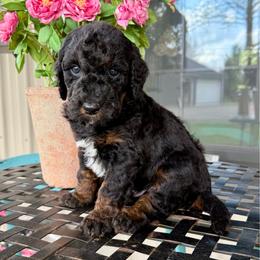 Noah - Phantom male Bernedoodle puppy in Bowling Green, Ohio from FDF Pyredoodles & Bernedoodles