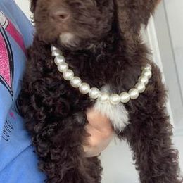 Aussiedoodles, Cavapoos, Goldendoodles, and Pugs from Ozark Mountain Doodles & Pugs
