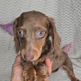 KitKat - Chocolate and tan female Dachshund puppy in Springfield, Ohio from LUXEYPUPS