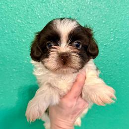 Hamlet - Liver and white male Shih Tzu puppy in Stroud, Oklahoma from Laik’s Little Shihtz & Poms