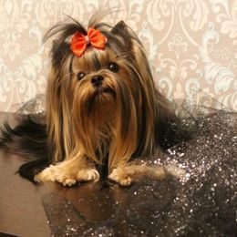 Telzi - Yorkshire Terrier