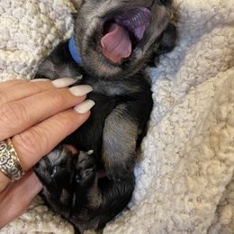Miniature Schnauzer Puppies from Black Gold Miniature Schnauzers