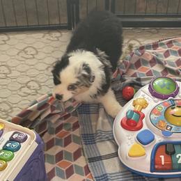 Lang - Blue merle male Miniature American Shepherd puppy in Garysburg, North Carolina from Schaefer's Miniature American Shepherds