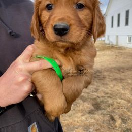 Green M - Golden Retriever puppy in Hall, Montana from Goosetown Goldens