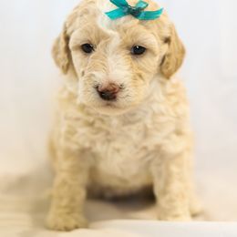 Poodle Puppies from Pugsley Poodles