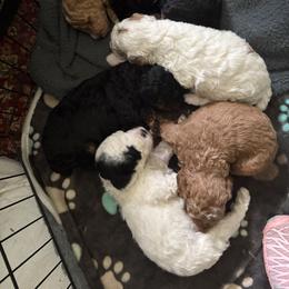 Miniature Australian Shepherd and Poodle Puppies from KE of Misty Meadows